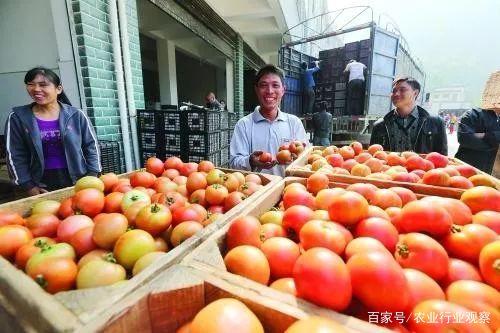 纯干货！合作社如何借助新电商卖农产品（附路径）