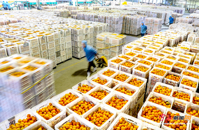 卡依之食品 柑橘加工出口火热，助力农产品销售升级